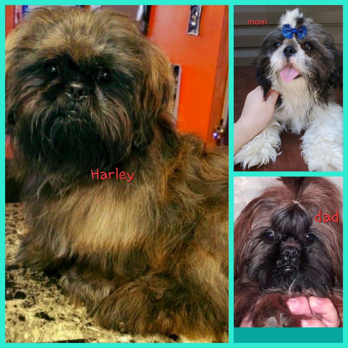 NOT FOR SALE Sire Harley Joe shih tzu champions imports from canada,ireland 10 lbs