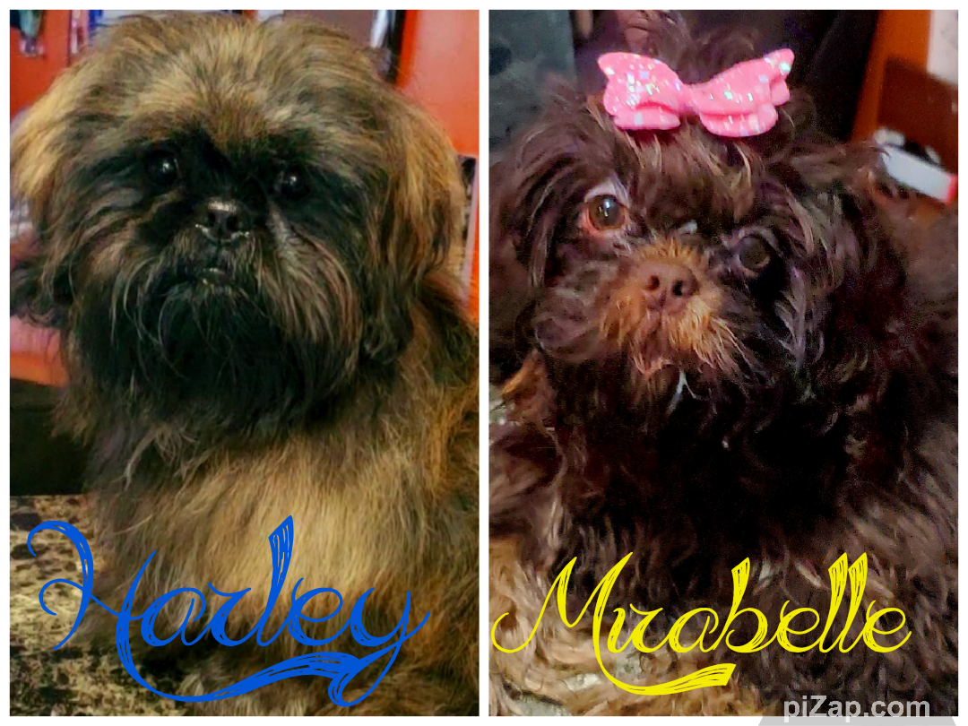 Mirabelle pre arrival pack for Summer 2026