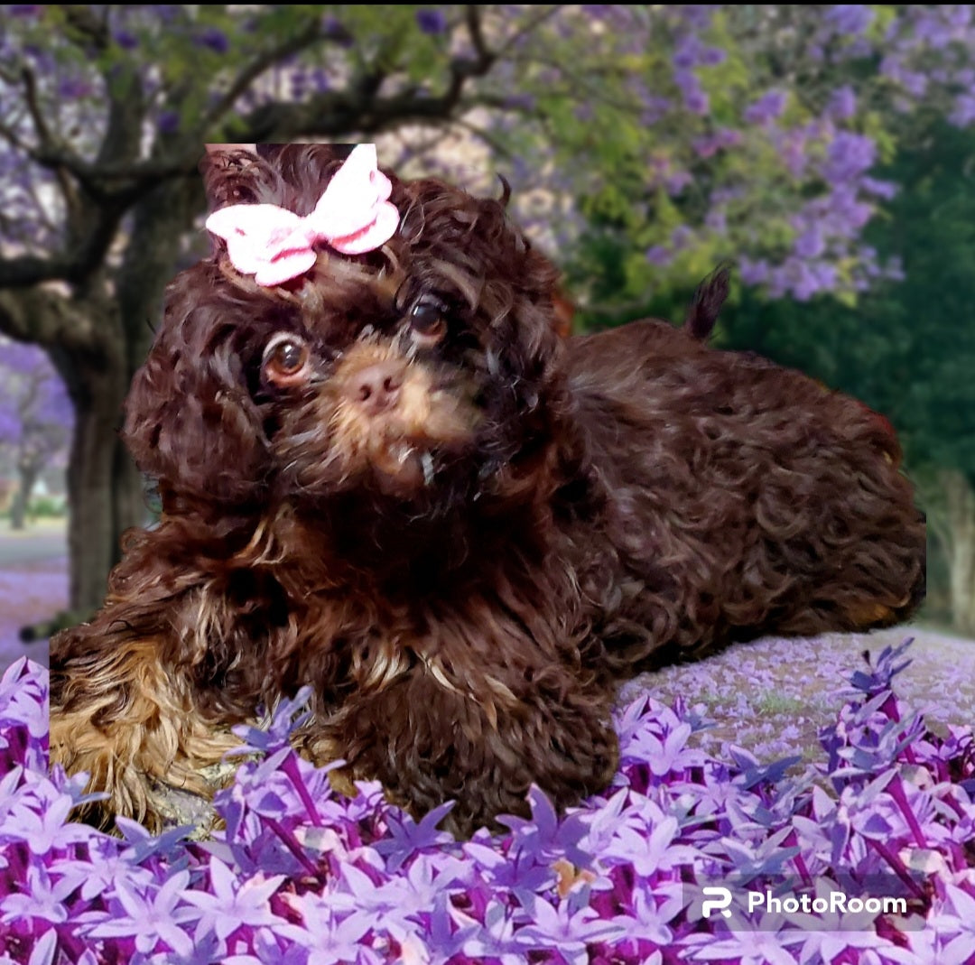 Mirabelle pre arrival pack for Summer 2026