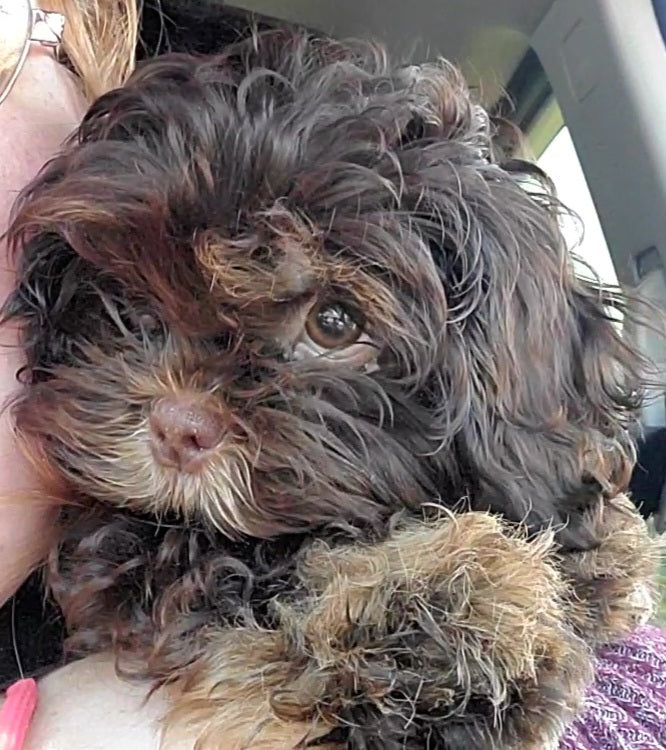 Shih tzu puppy pack spring  2025 after birth