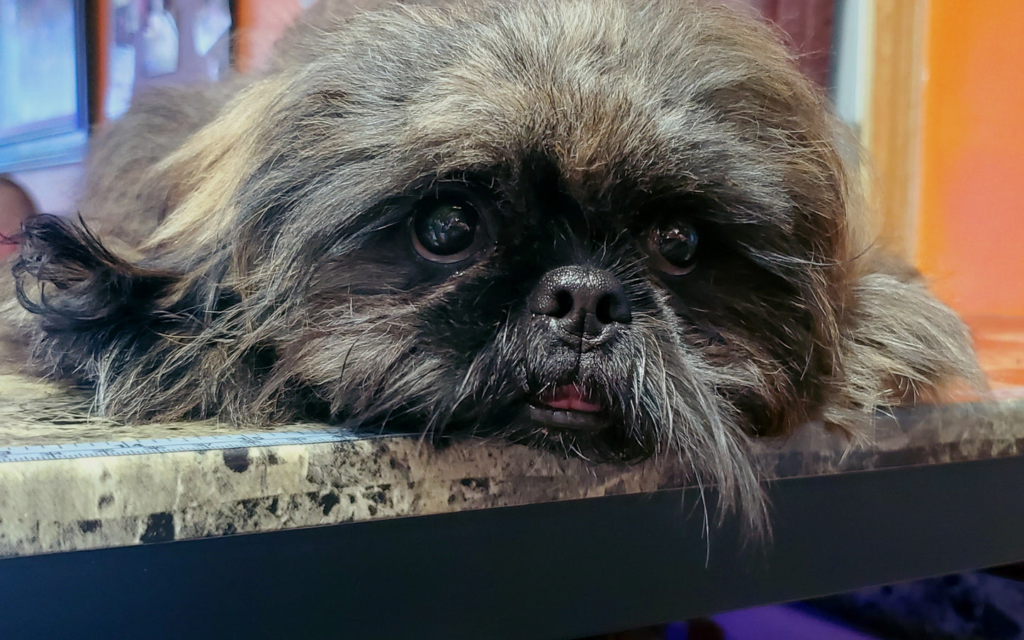 Shih tzu puppy pack spring  2025 after birth