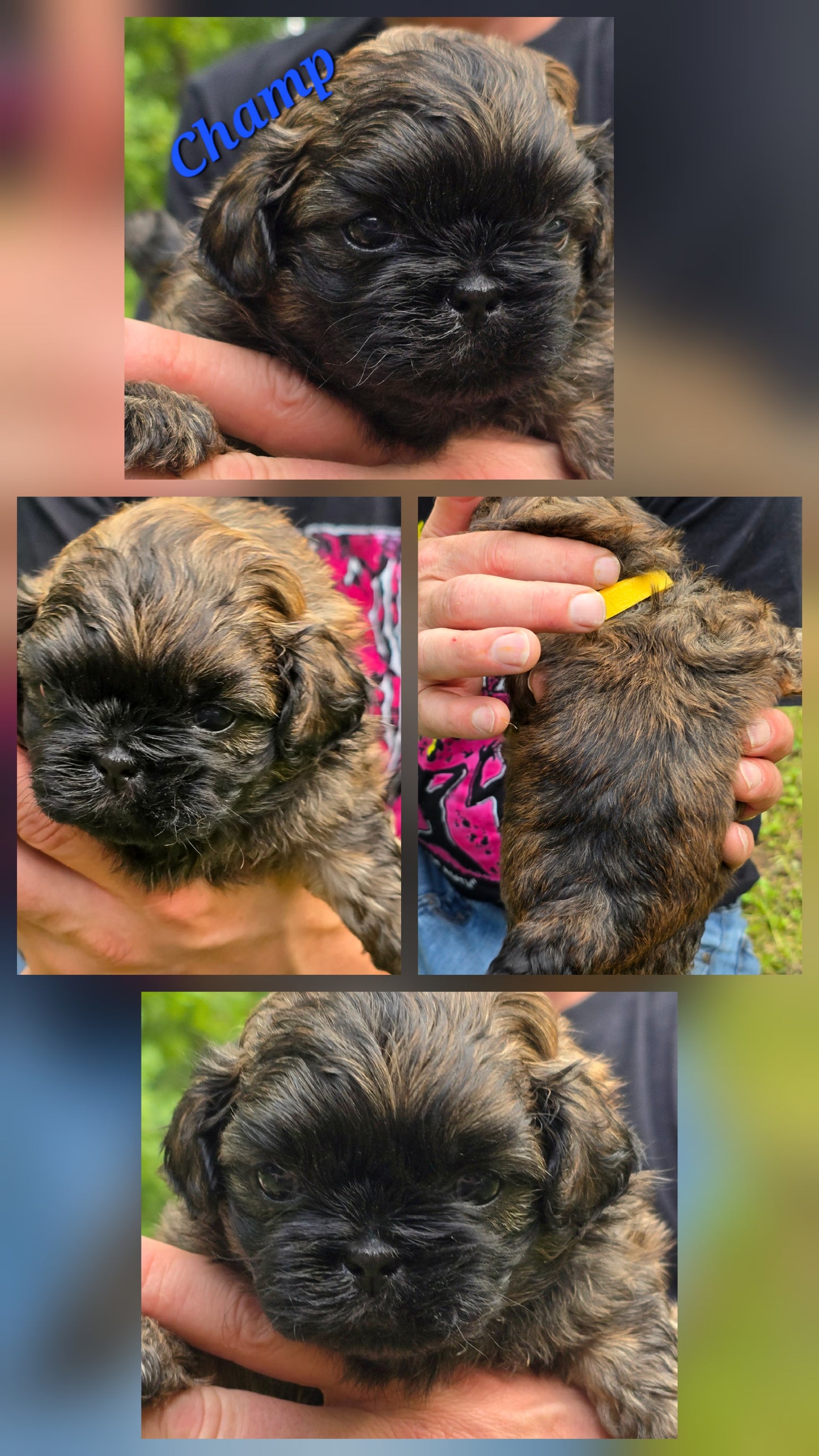 Shih tzu puppy pack spring  2025 after birth