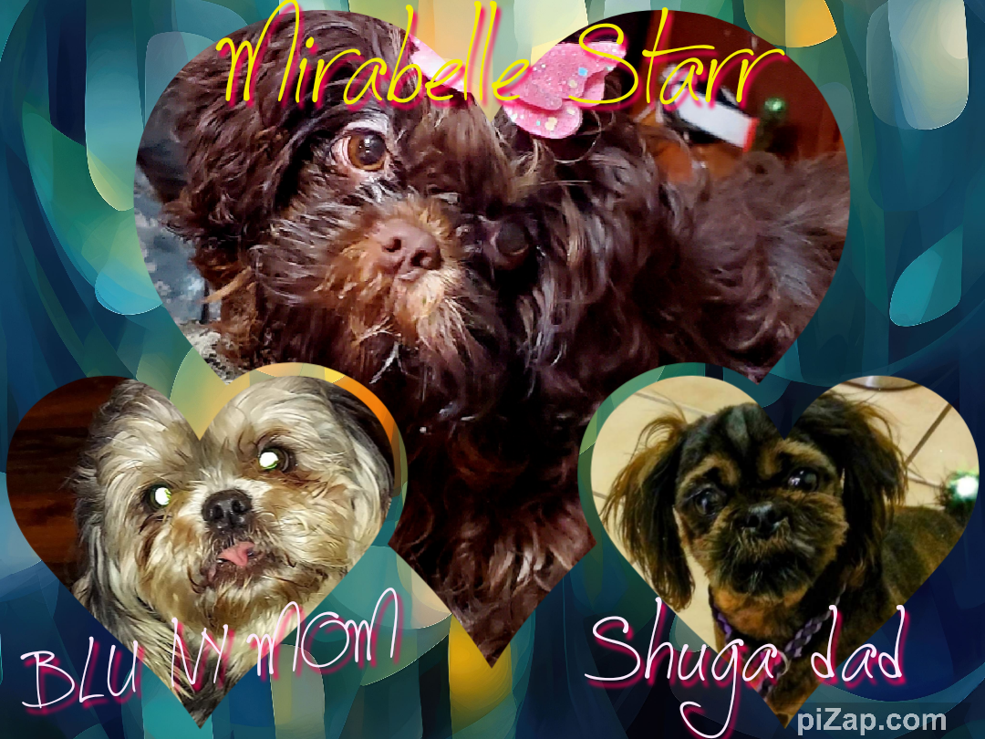Shih tzu puppy pack spring  2025 after birth