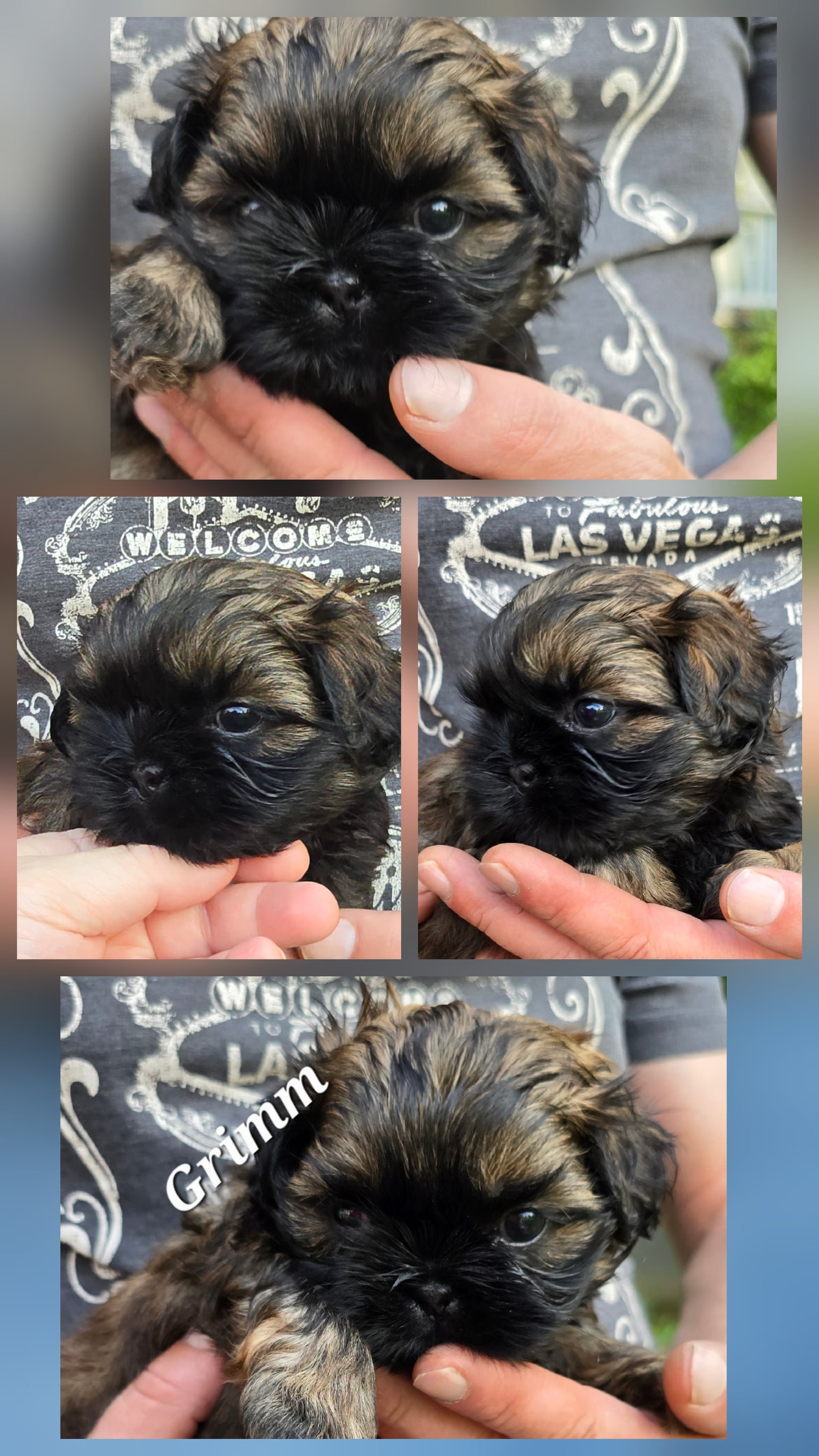 Shih tzu puppy pack spring  2025 after birth