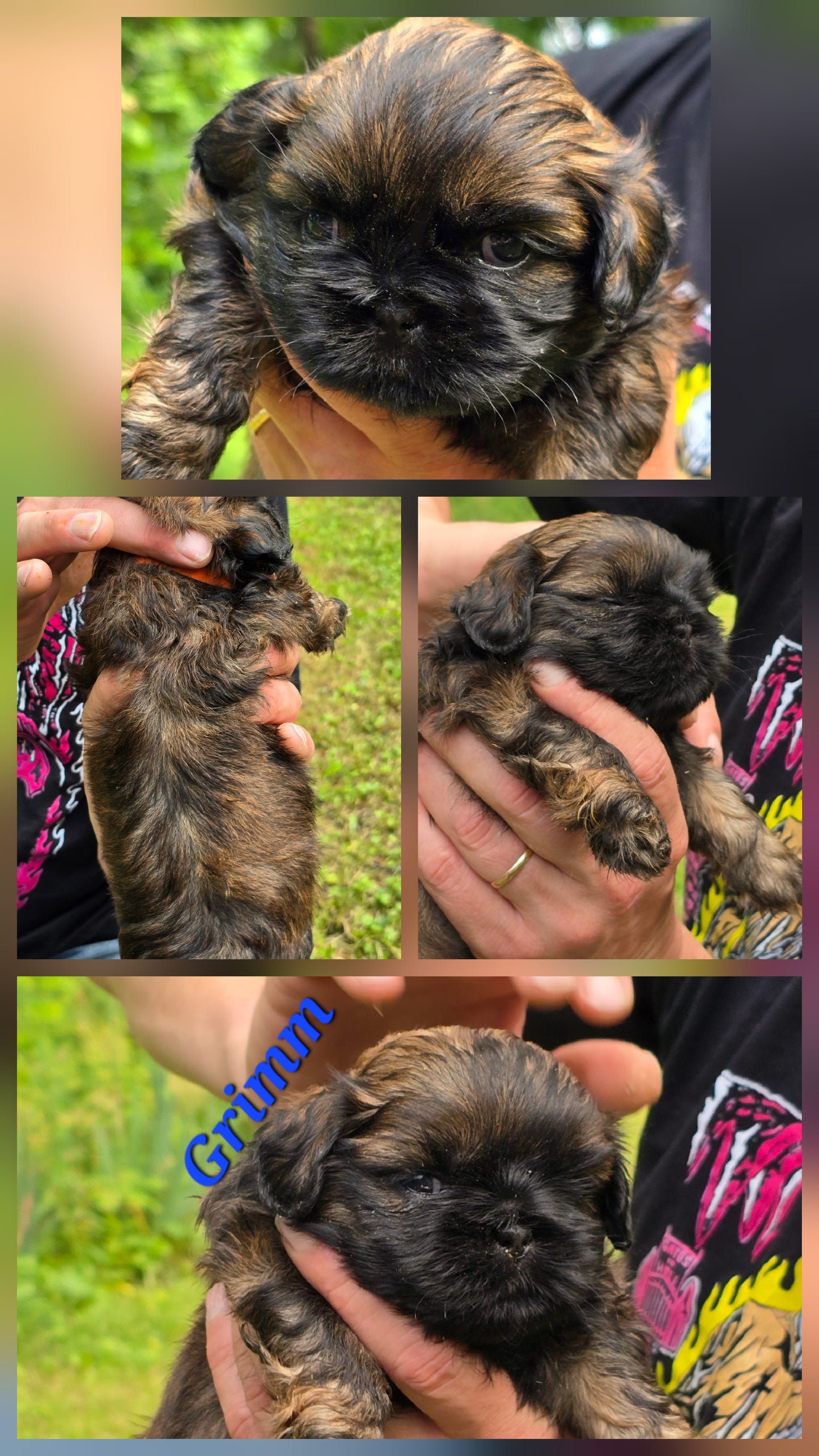 Shih tzu puppy pack spring  2025 after birth