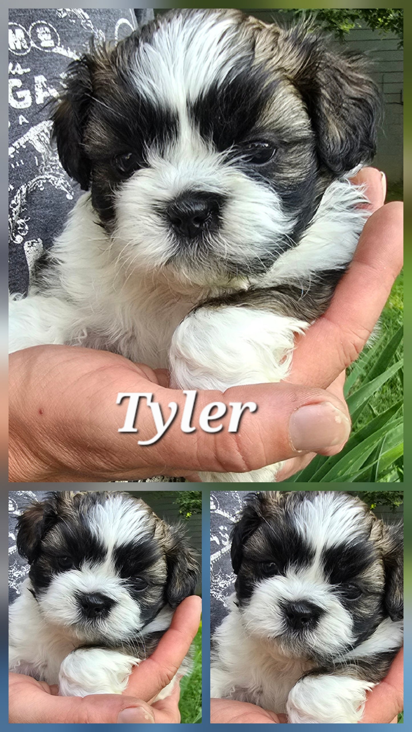 Shih tzu puppy pack spring  2025 after birth