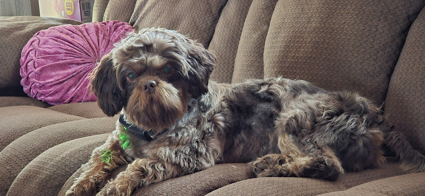 Shih tzu puppy pack spring  2025 after birth