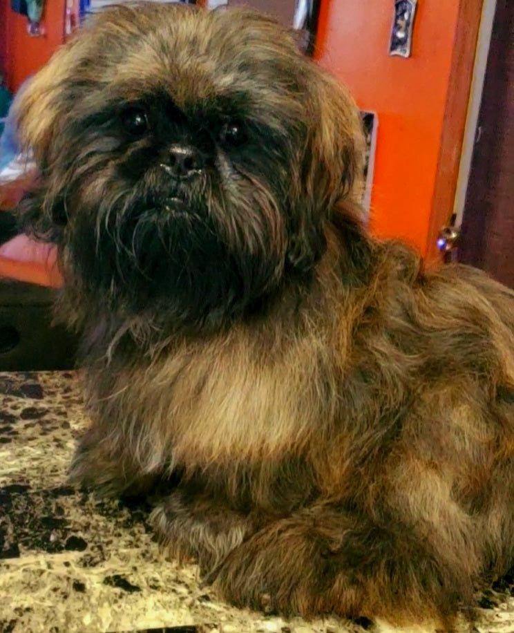 NOT FOR SALE Sire Harley Joe shih tzu champions imports from canada,ireland 10 lbs