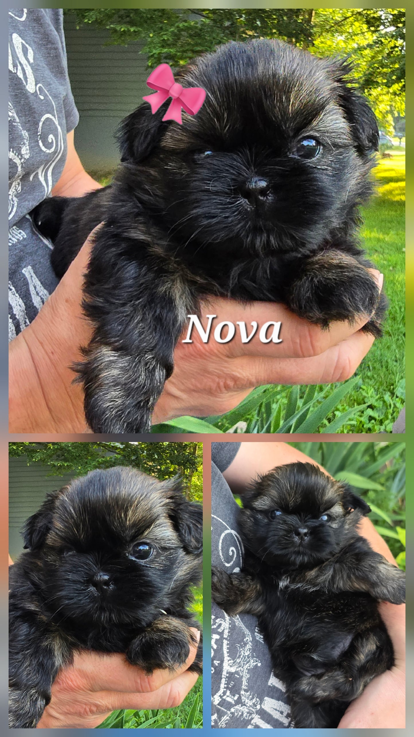 Waverly next spring prebirth puppies pack