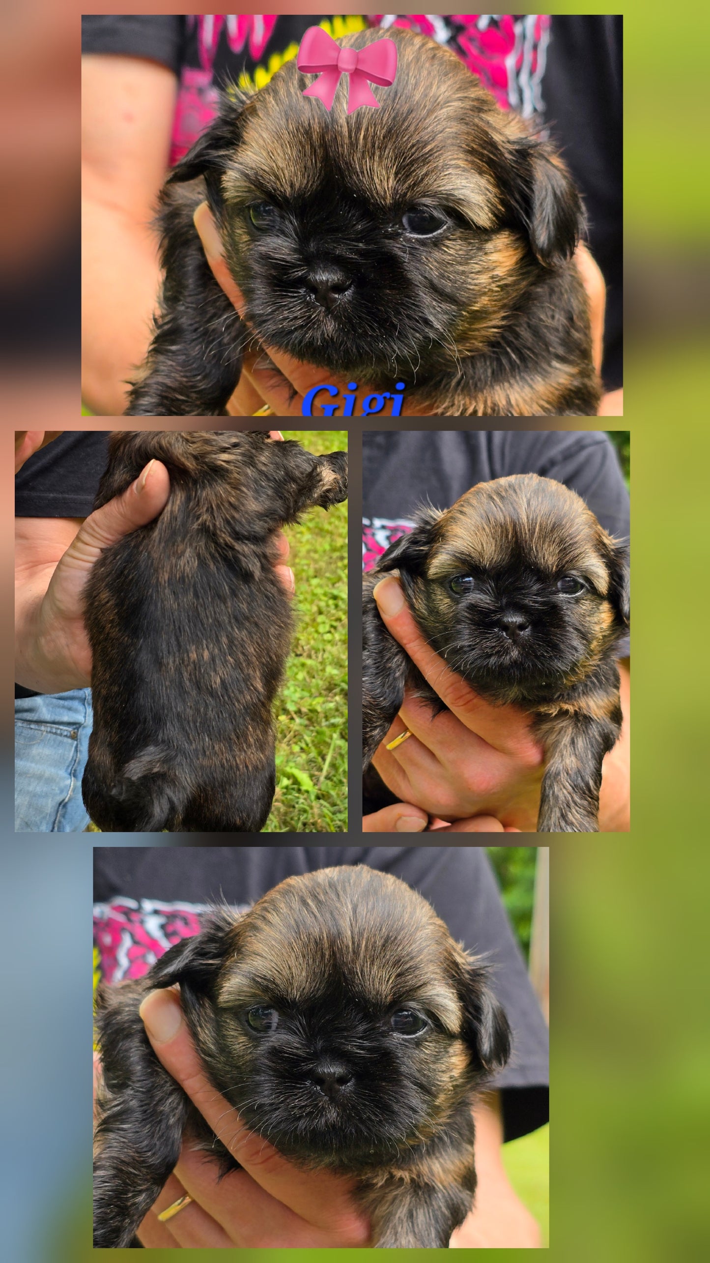 Shih tzu puppy pack spring  2025 after birth