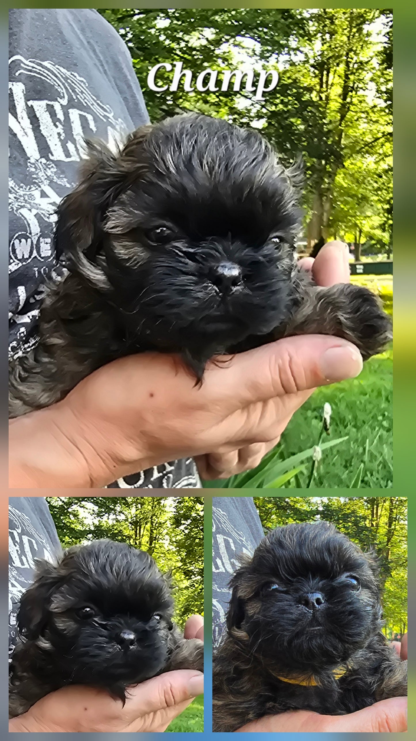 Shih tzu puppy pack spring  2025 after birth