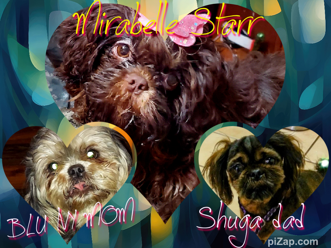 Mirabelle puppies pack pre birth HOLd FEE ONLY for summer 2024 non refundable