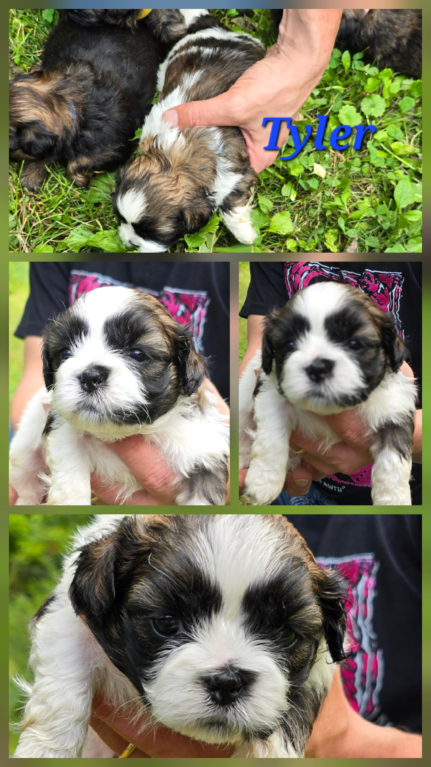 Shih tzu puppy pack spring  2025 after birth