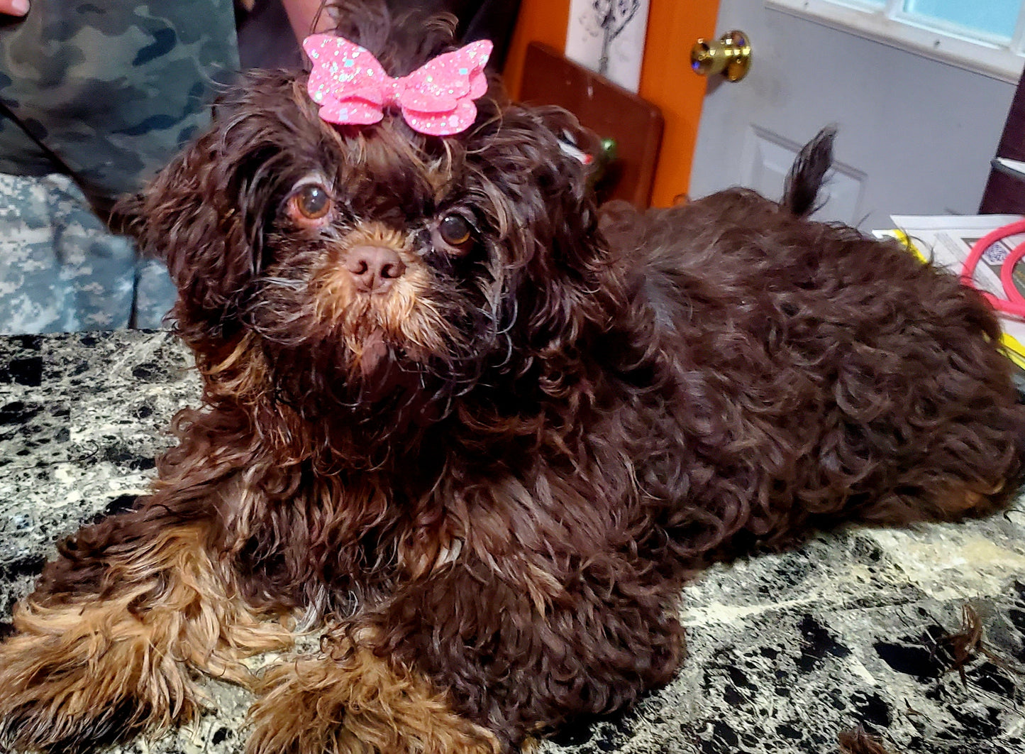 Shih tzu puppy pack spring  2025 after birth