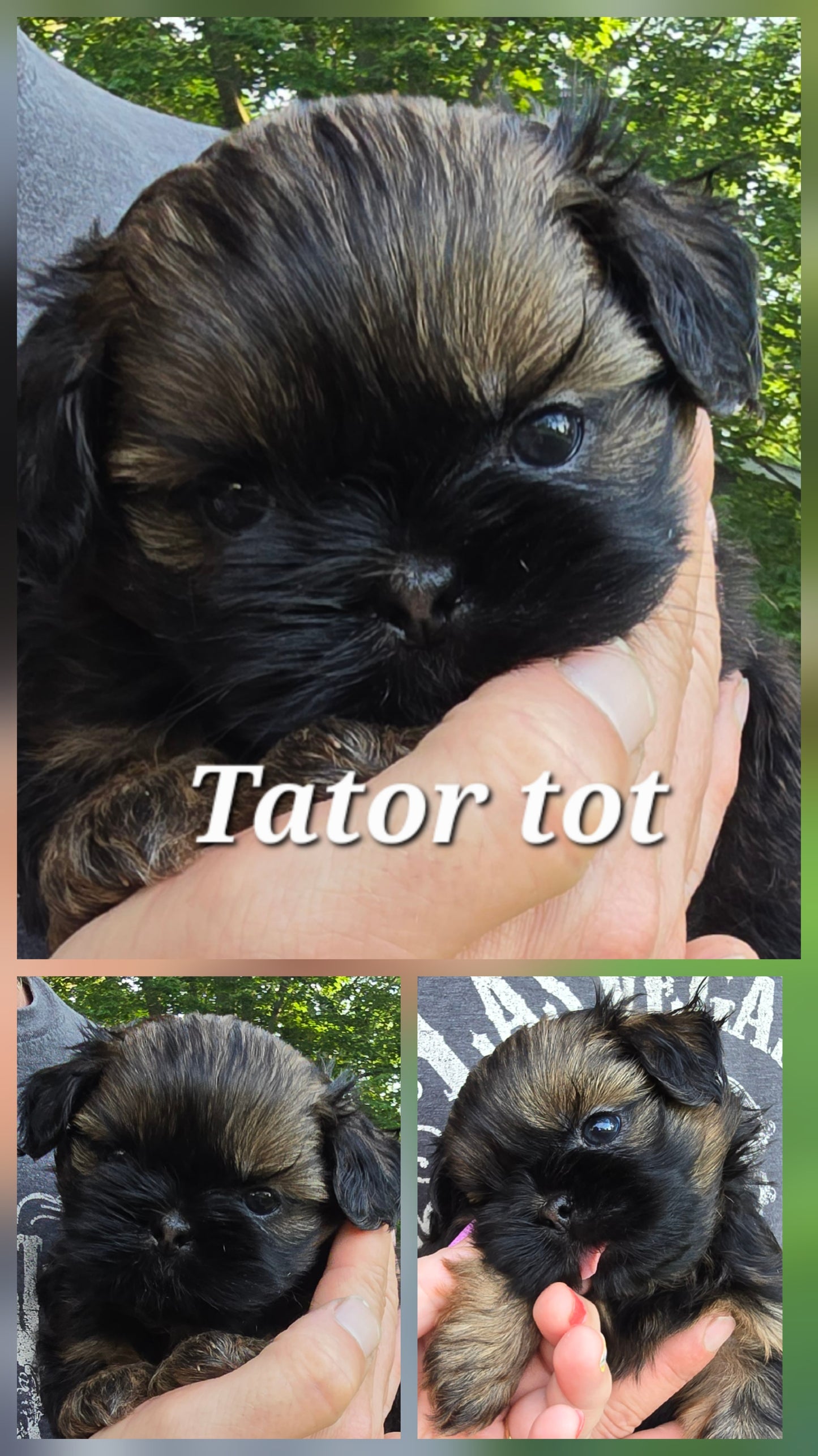 Shih tzu puppy pack spring  2025 after birth