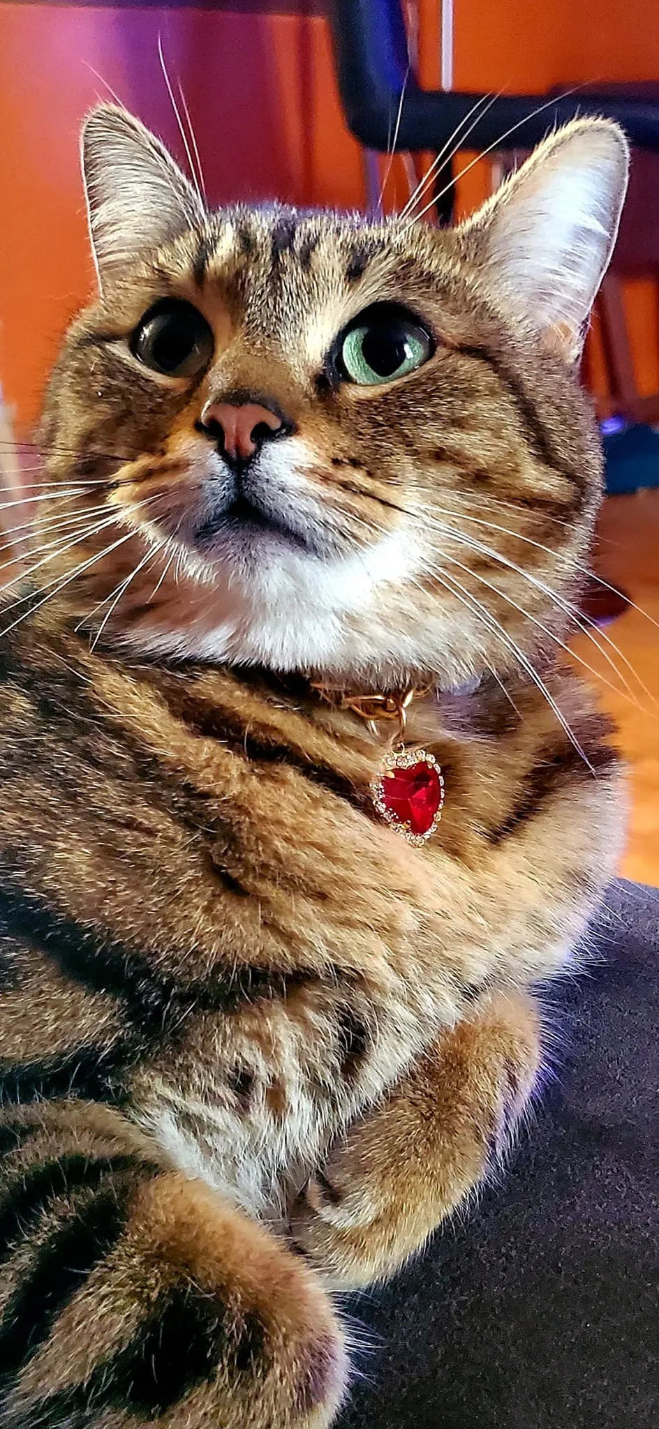 pet necklace