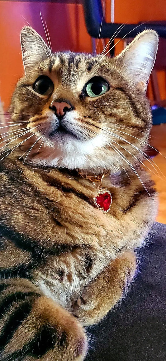 pet necklace
