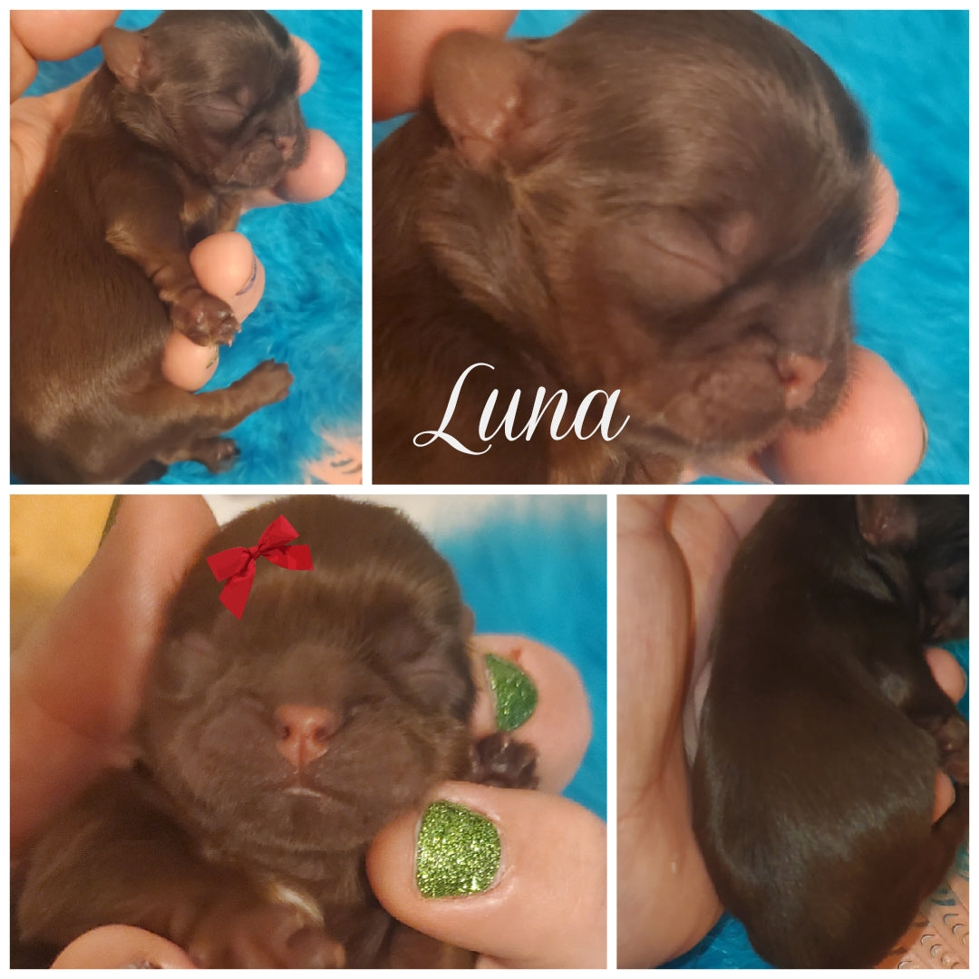 Alivia puppies packs pre hold before birth non refundable summer 2024