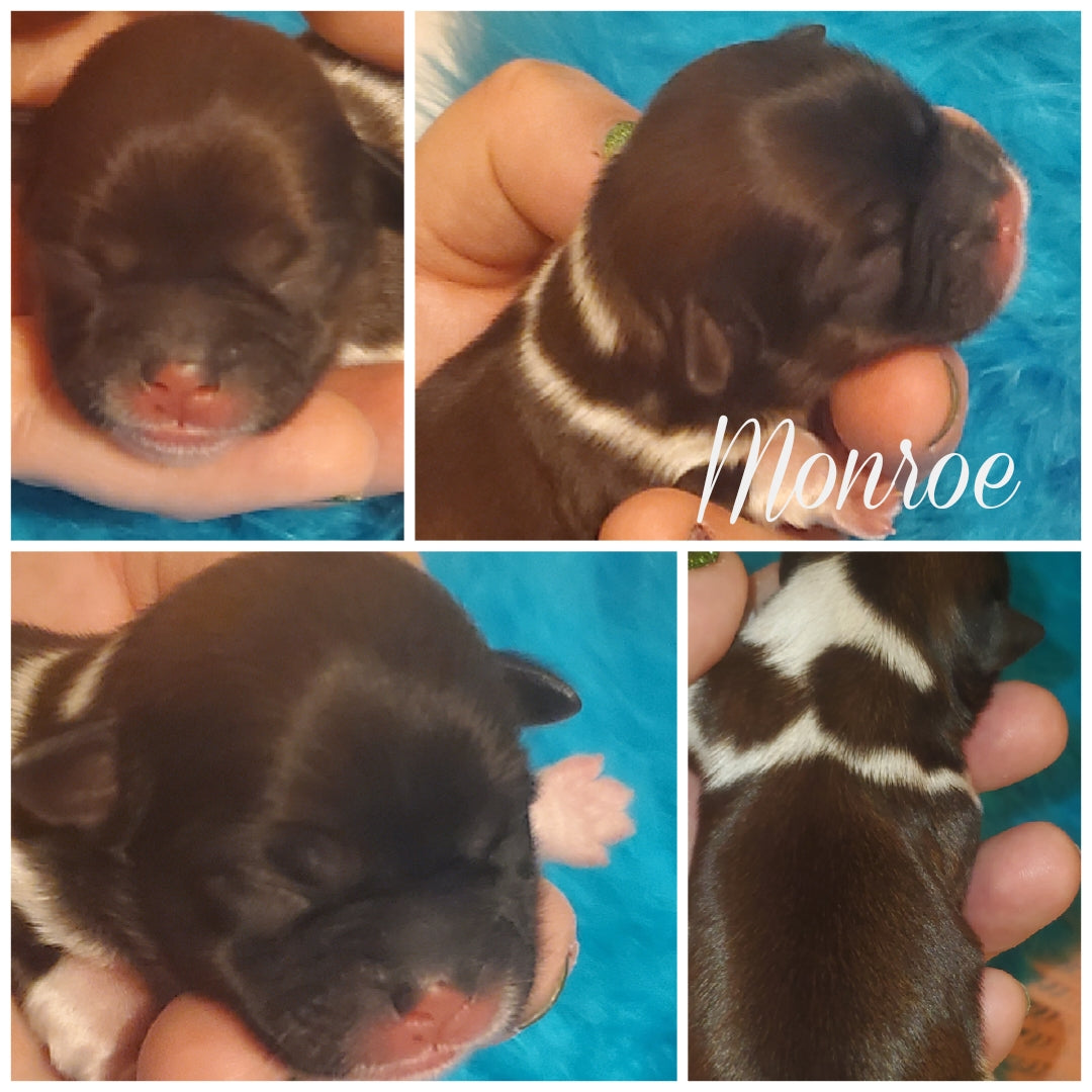 Alivia puppies packs pre hold before birth non refundable summer 2024
